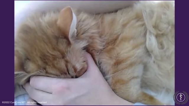 eMAV Student, Dr. Amanda Rust, Finds PC 6 on Her Cat, Bogart смотреть онлайн