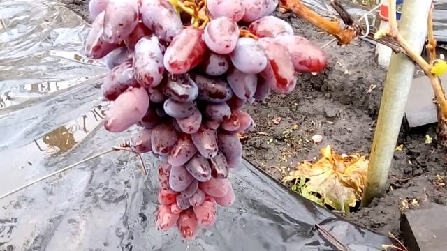 Виноград Ромео смотреть онлайн
