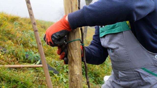 PRIKAZ SAJENJA SADNEGA DREVESA, Adrijan Černelč, Kozjanski park смотреть онлайн