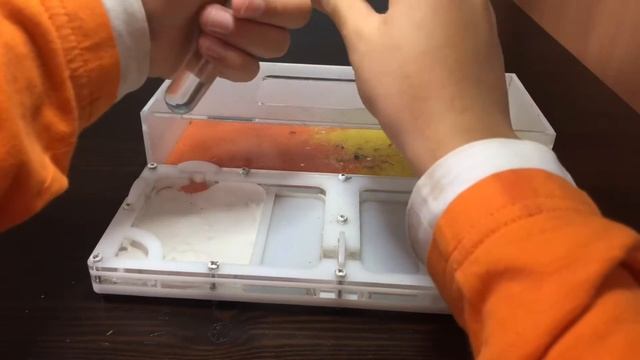 Заселения Tetramorium Caespitum