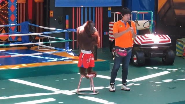 Orang Utan Boxing Show in Bangkok,Thailand смотреть онлайн