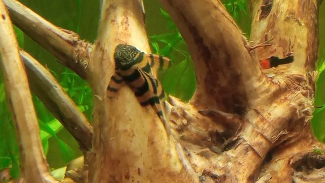 Продолжение 😀. Сомики Красная зебра#аквариум #сомик #аквариумныерыбки