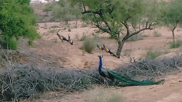 || Peacock 🦚 || Thar Deset || Travelling in Deset || смотреть онлайн
