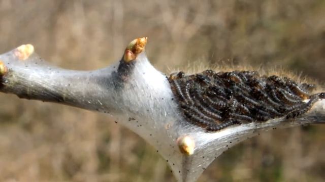 Eriogaster catax L1 stadium смотреть онлайн