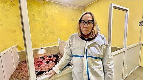 Друзья, в Тайган срочно НУЖНЫ ВОЛОНТЕРЫ ухаживать за птицами, попавшими в беду смотреть онлайн