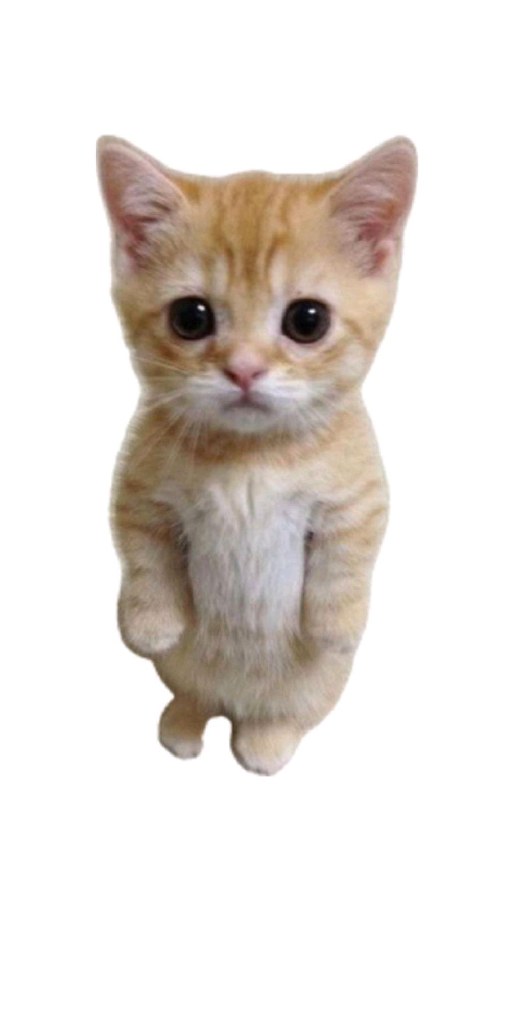 раздача в ттд