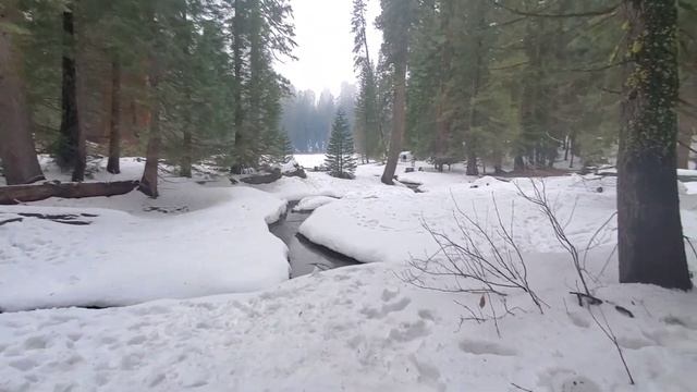 Sequoia National Park, General Grant Trail. Part 1 смотреть онлайн