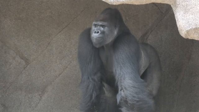 Gorilla ⚡️ thunder and hard rain starts⚡️ how they react? Frank show off & Monroe chases him🌧⚡️ смотреть онлайн