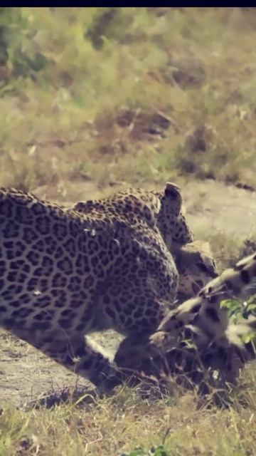 Leopard Hunt wild cat #wildlife #nature #wildanimals #krugernationalpark #leopard смотреть онлайн