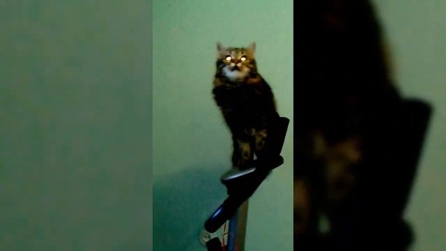 И жизнь, и драки и любовь! (котики)