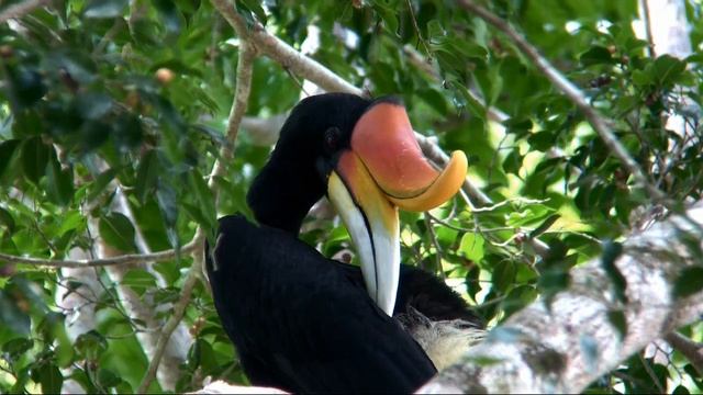 Rhinoceros Hornbill.wmv смотреть онлайн