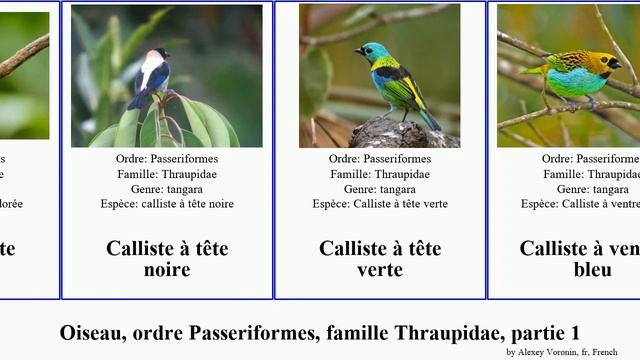Oiseau, Ordre Passeriformes, Famille Thraupidae, Partie 1 Calliste Dacnis Ventre Chlorospin Gorge