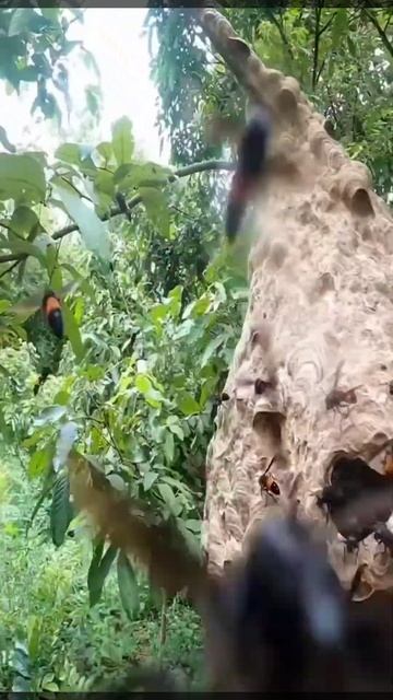 Honey Hunter||#shorts