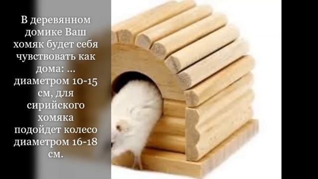 Сирийский хомяк что нужно когда заводите))) смотреть онлайн