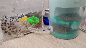 Подключил новый временный модуль для Camponotus parius (реактивный муравей)