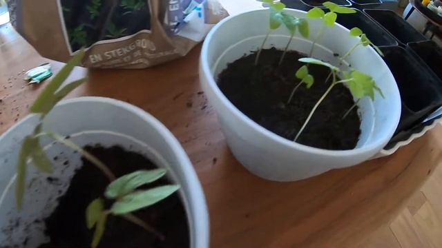 Growing Morning Glory from seeds смотреть онлайн