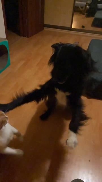 Игры кота с собакой