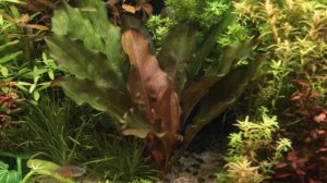 Echinodorus 'Rregine Hildebrandt'