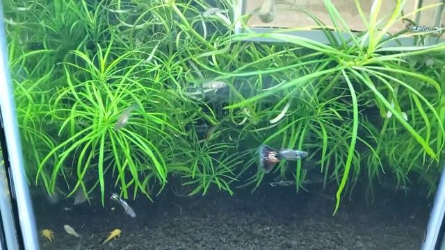 Nebula Steel Metallic Guppy Breeding Tank смотреть онлайн
