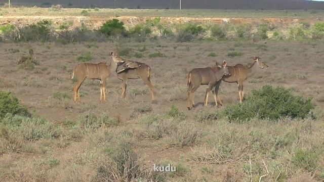 SOUTH AFRICA wildlife of Karoo national park смотреть онлайн