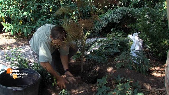 How to Plant a Tree: Mark Kiefer of Kiefer Landscaping & Nursery demonstrates How to Plant a Tree смотреть онлайн