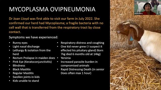 Goat Roadshow Webinar #16 - 13 June 2023 смотреть онлайн