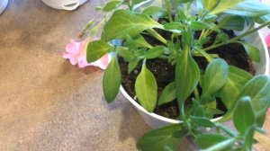 Сурфиния 31.03.18 Черенкование сурфинии из семян