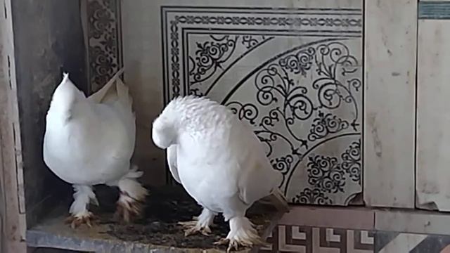 андижанские голуби СПБ