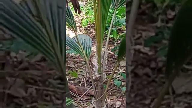 How to control rhinoceros beetles in a coconut farm смотреть онлайн