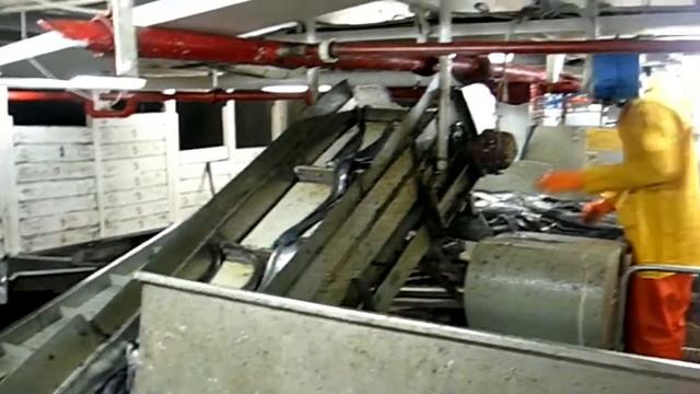 2006 MERLUZA DE COLA