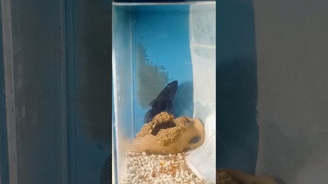 Самец ротана охраняет и защищает икру.