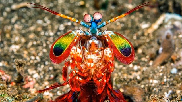 Mantis Shrimp смотреть онлайн