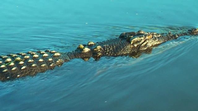 Yellow Water Sunrise Cruise Tour, Kakadu National Park смотреть онлайн