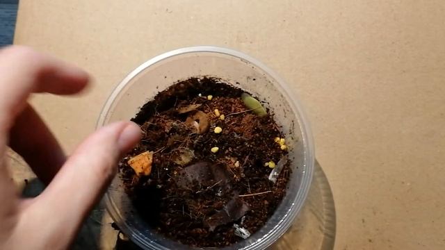 Green banana roach (Panchlora nivea) | roachmas #22 смотреть онлайн