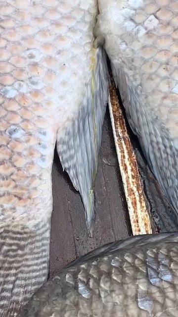 Tilapia fish смотреть онлайн