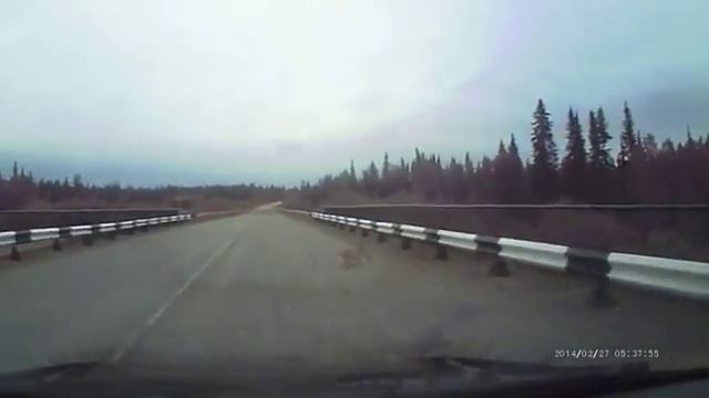 Бедная и испуганная рысь чуть не попала под колеса автомобиля смотреть онлайн