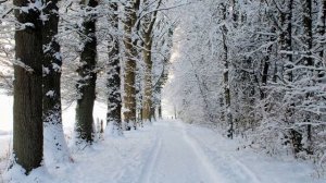 У леса на опушке