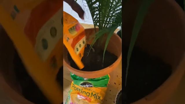 Repotting a Majesty Palm Into A Bigger Pot смотреть онлайн