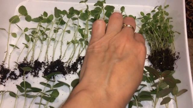 Львиный зев 28.03.18 Пикировка львиного зева