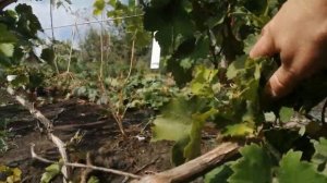 виноград Арни