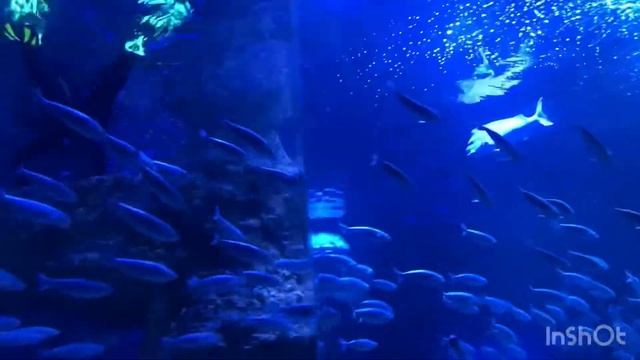 AQWA |THE AQUARIUM IN WESTERN AUSTRALIA 🇦🇺 смотреть онлайн