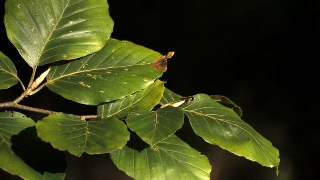 A branch with leaves of the beech 🔴 смотреть онлайн