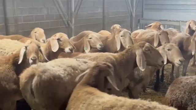 Овцы породы Арашан🔥 #arashan