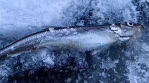 Корюшка в Приморске