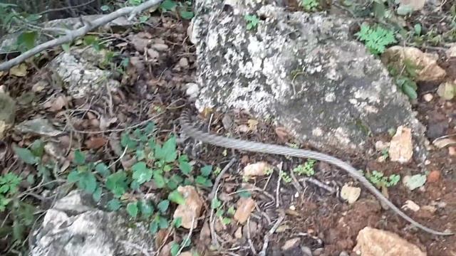 Viper צפע בשוויצריה הקטנה בכרמל смотреть онлайн