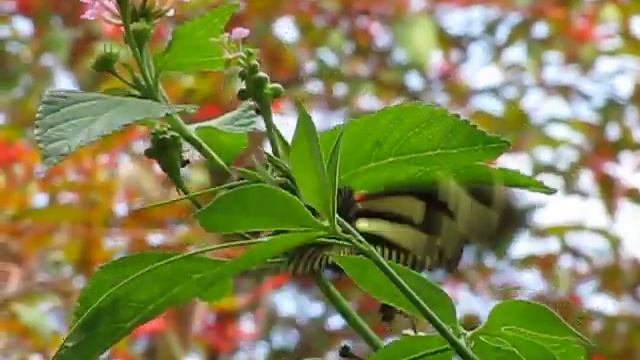 Zebra Longwing Butterfly Lays an Egg on Passionvine смотреть онлайн