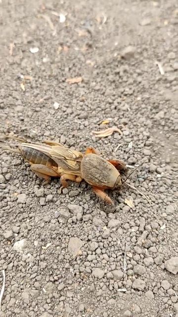 Медведка в огороде #animals #огород #медведка #рассадехана смотреть онлайн