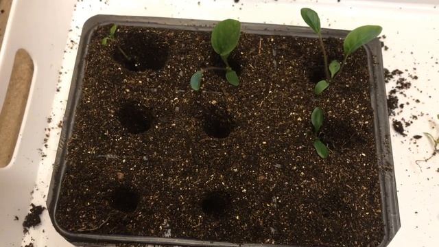 Гербера 19.01.19 Выращивание герберы из семян. Пикировка рассады герберы