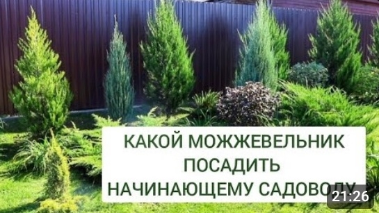КАКОЙ МОЖЖЕВЕЛЬНИК ПОСАДИТЬ НАЧИНАЮЩЕМУ САДОВОДУ. 22.09.2024г. смотреть онлайн