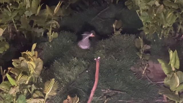 ウトウ その6 rhinoceros auklet смотреть онлайн